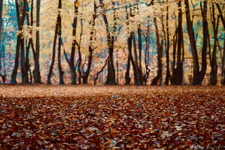 herfst bossen Bergen op Zoom