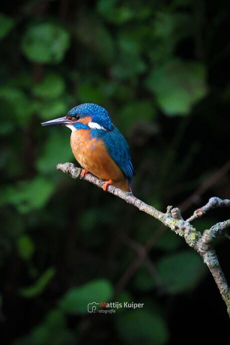 Ijsvogel op tak