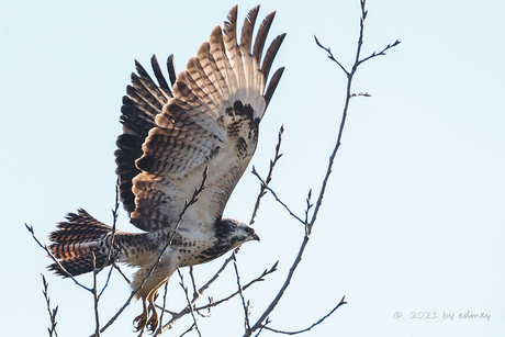 Buizerd