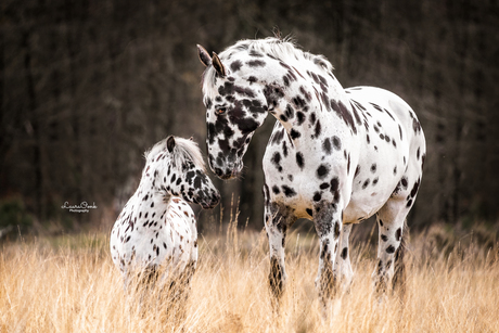 Stippels en Spots