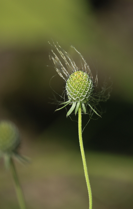 Close-up 