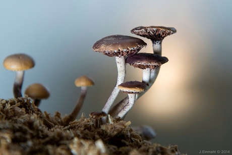 Paddenstoelen met backlight