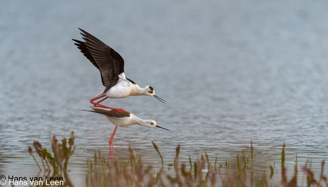 Black winged stilts