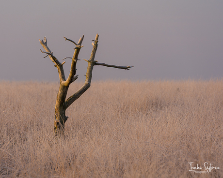 Eenzame boom in het grasland