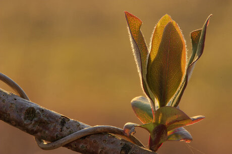 Ontluikend blad in ochtendlicht