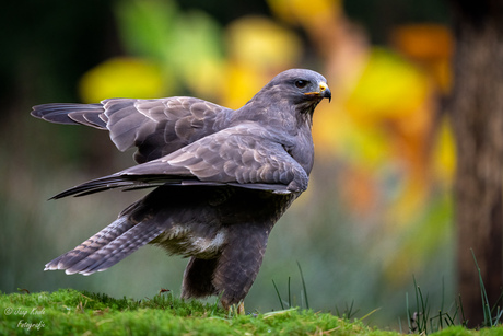 Buizerd in de disco
