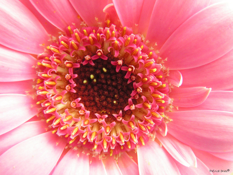 Gerbera