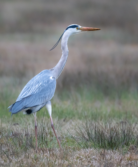 Blauwe reiger