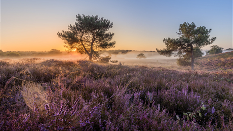 Zonsopkomst met mist bij Het Quin in de Maasduinen