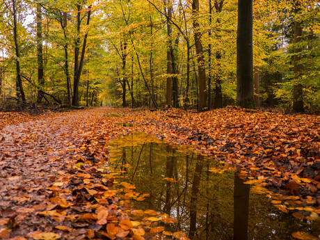 herfstbos