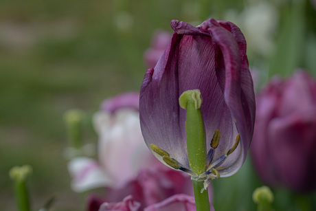 Paarse tulp in verval