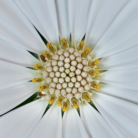 Bloem