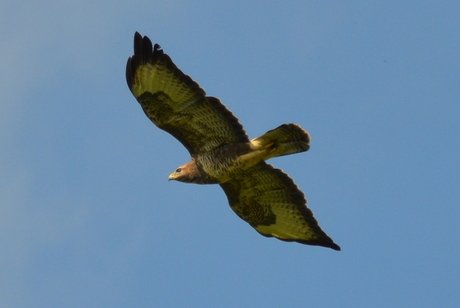 Buizerd