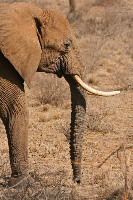 Olifant