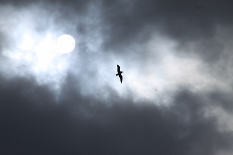 Meeuw geniet nog even van de zon