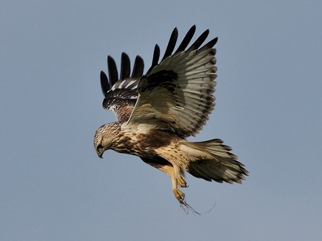 Ruigpootbuizerd