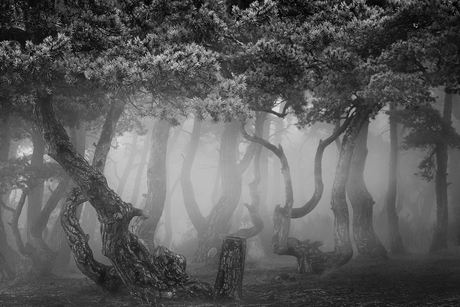 Het mystieke bos