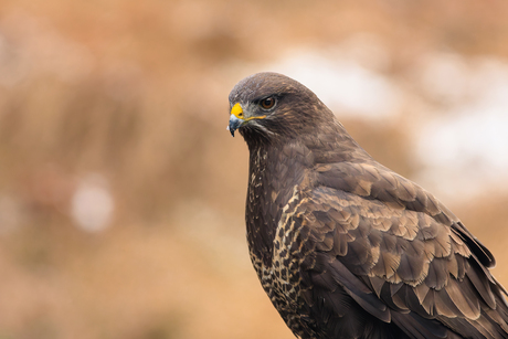 Buizerd