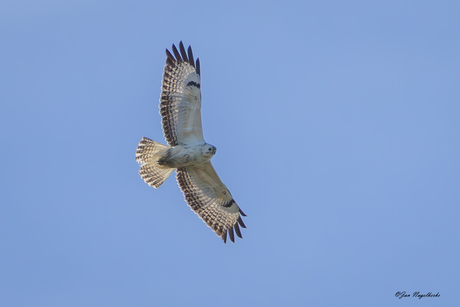 lichte buizerd