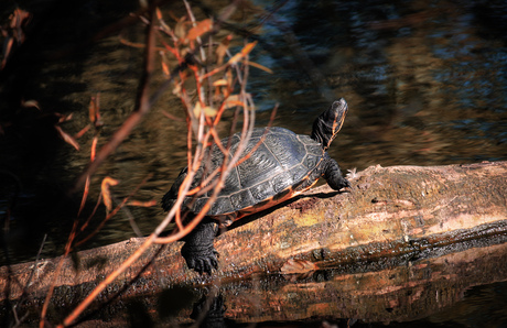 schildpad in het kanaal