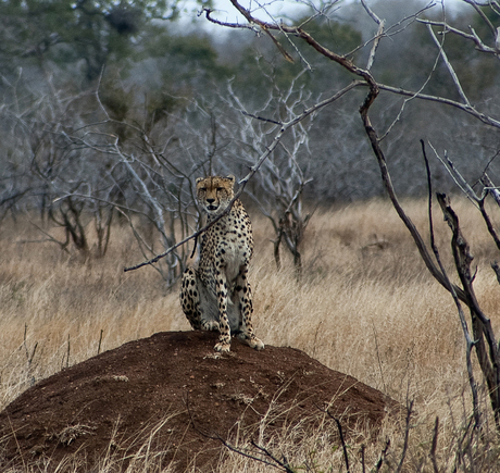 Cheetah - Krugerpark.