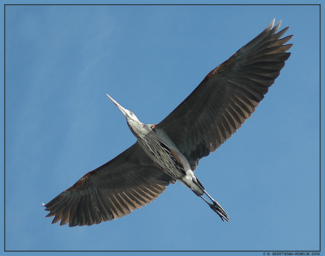 USA reiger