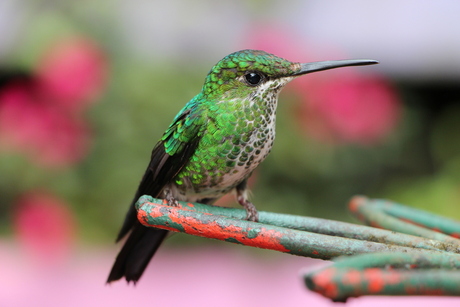 Monteverde, kolibrie.jpg