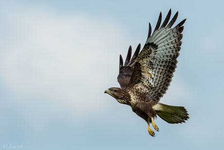 Opvliegende Buizerd