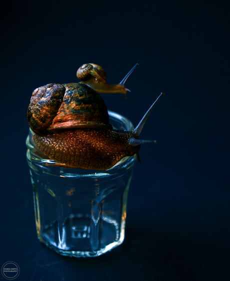 Curious Snails