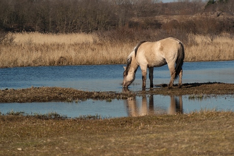 Dorst