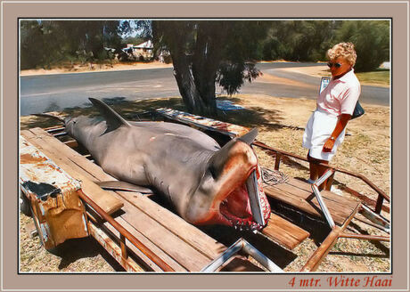 4 Mtr. Witte Haai
