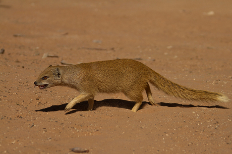 Yellow Mongoose Kalahari