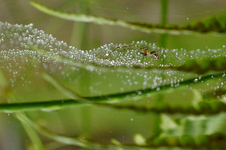 Spin in web