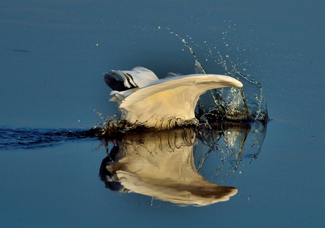 Grote zilverreiger