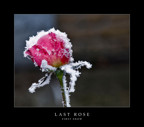 Last Rose