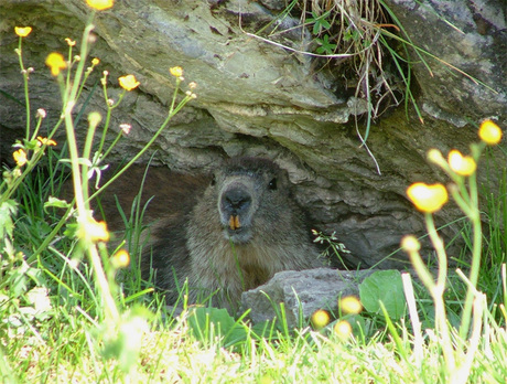 Alpenmarmot