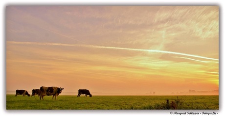 Koeien in de morgen 2.