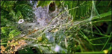 spinnenwebje met druppels