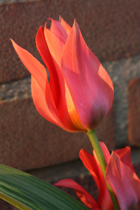 Tulp