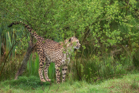 Op safari in Nederland