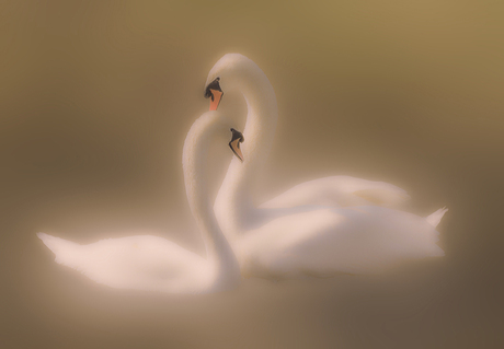 Love between swans