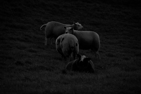 Nachtfotografie schapen