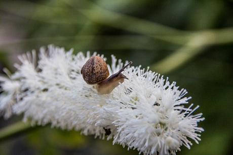 slak n de tuin