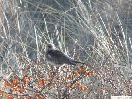 Kramsvogel tussen z'n geliefde eten