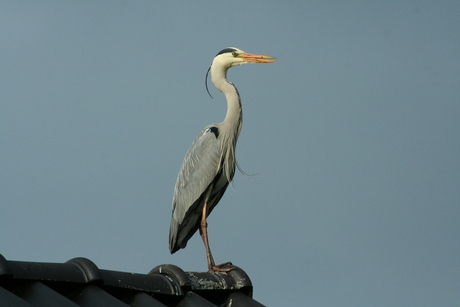 Reiger