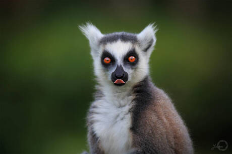Ring-tailed Lemur - Lemur Catta
