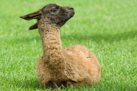 Jonge lama