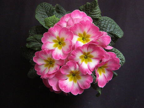 Primula