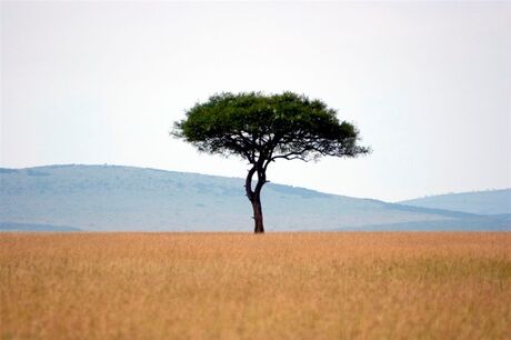 Uitzicht Masai mara