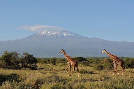 Giraffen - Kenia 2014